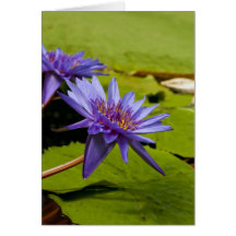 Tarjeta del lirio de agua