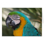 Tarjeta del loro del Macaw del azul y del oro