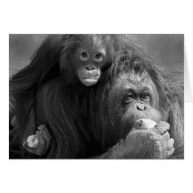 Tarjeta del orangután #1-Greeting