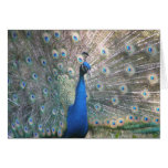 Tarjeta del pavo real