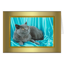Tarjeta del pedigrí del gato