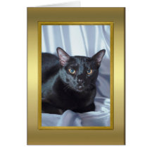 Tarjeta del pedigrí del gato