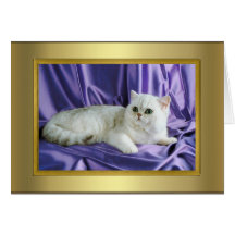 Tarjeta del pedigrí del gato