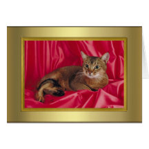 Tarjeta del pedigrí del gato