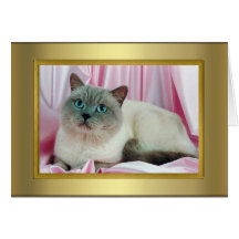 Tarjeta del pedigrí del gato