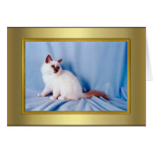 Tarjeta del pedigrí del gato