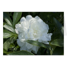 Tarjeta del Peony