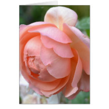 Tarjeta del Peony del melocotón