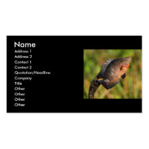 tarjeta del perfil o de visita, anhinga y cena tarjetas de visita