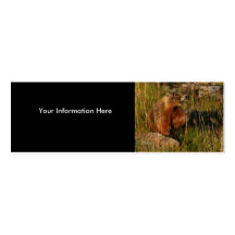 tarjeta del perfil o de visita, marmota plantillas de tarjetas personales