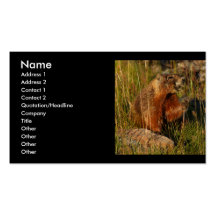 tarjeta del perfil o de visita, marmota tarjetas personales