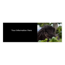 tarjeta del perfil o de visita, puerco espín tarjetas de visita