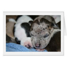 tarjeta del perrito del leopardo y de la panda