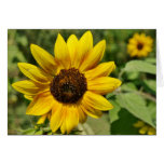 Tarjeta del placer del girasol