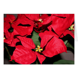 Tarjeta del Poinsettia del navidad