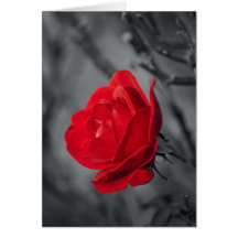Tarjeta del rosa rojo