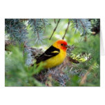 Tarjeta del Tanager occidental