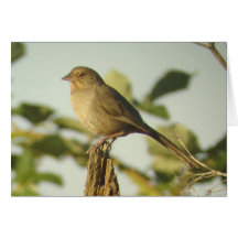 Tarjeta del Towhee de California