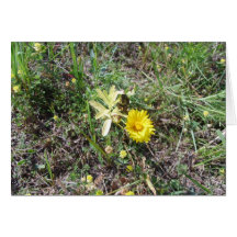 tarjeta del wildflower