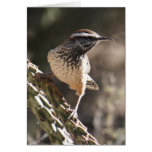 Tarjeta del Wren de cactus