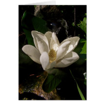 Tarjeta dulce del flor de la magnolia