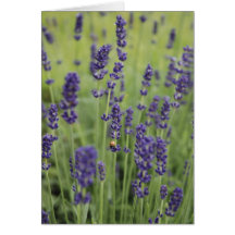 Tarjeta en blanco de la mariquita y de la lavanda
