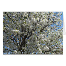 Tarjeta en blanco del árbol floreciente