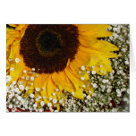 Tarjeta en blanco del girasol