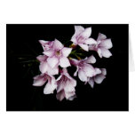 Tarjeta en blanco - Oleander rosado