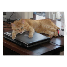 Tarjeta furtiva del abrazo de la PC del gato