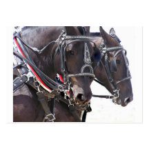 Tarjeta grande del perfil de los caballos tarjetas de visita