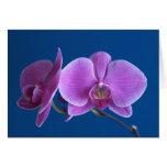 Tarjeta hermosa de la orquídea