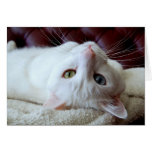 Tarjeta impar de los ojos del gato turco del angor