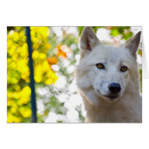 Tarjeta inspirada de la madre tierra de White Wolf