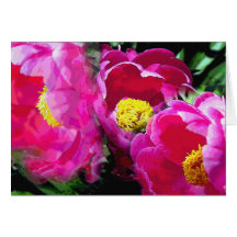 Tarjeta magenta del jardín del Peony de la pimient