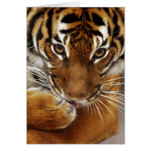 Tarjeta malaya del tigre #1