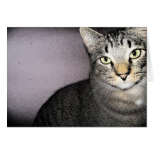 Tarjeta modesta y poco impresionada del gato de To