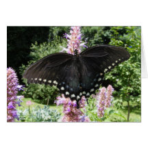 Tarjeta negra del ~ de Swallowtail 67