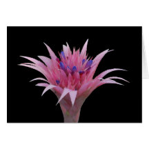 Tarjeta negra rosada y azul de Aechmea