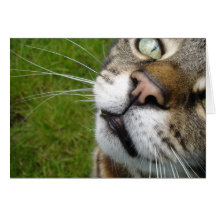 Tarjeta Nosey del gato