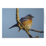Tarjeta occidental del Bluebird