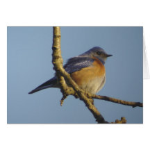 Tarjeta occidental del Bluebird