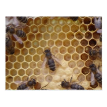 Tarjeta  Postal  Abejas