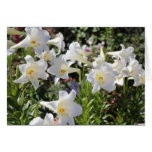 Tarjeta preciosa de Lillies tarjetas