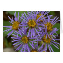 Tarjeta púrpura del aster