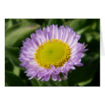 Tarjeta púrpura preciosa de la flor