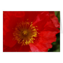 Tarjeta roja de la amapola
