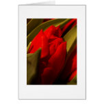 Tarjeta roja del tulipán