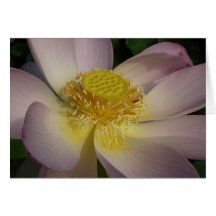 Tarjeta rosada de la flor de Lotus