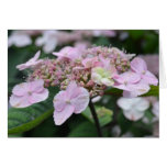 Tarjeta rosada de la flor del Hydrangea